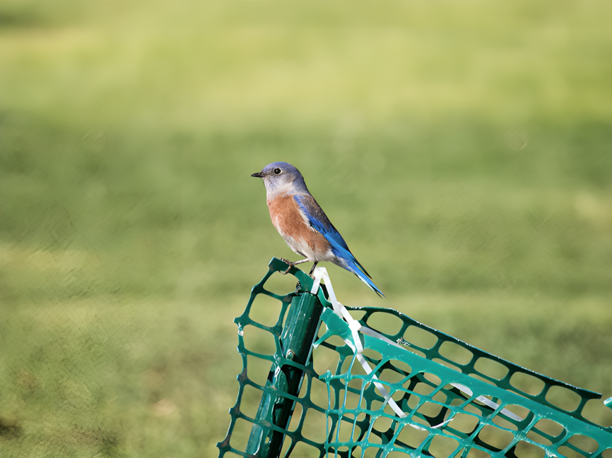 Western Bluebird - ML624763326