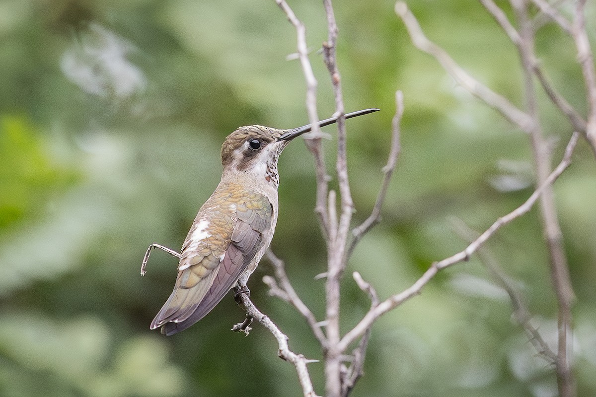 Plain-capped Starthroat - ML624763449