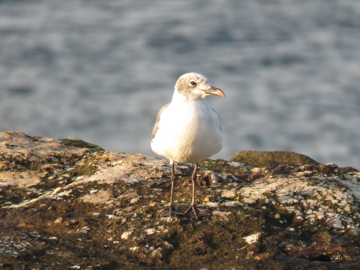Laughing Gull - ML624763467
