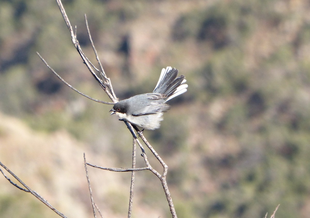 Black-capped Warbling Finch - ML624763520