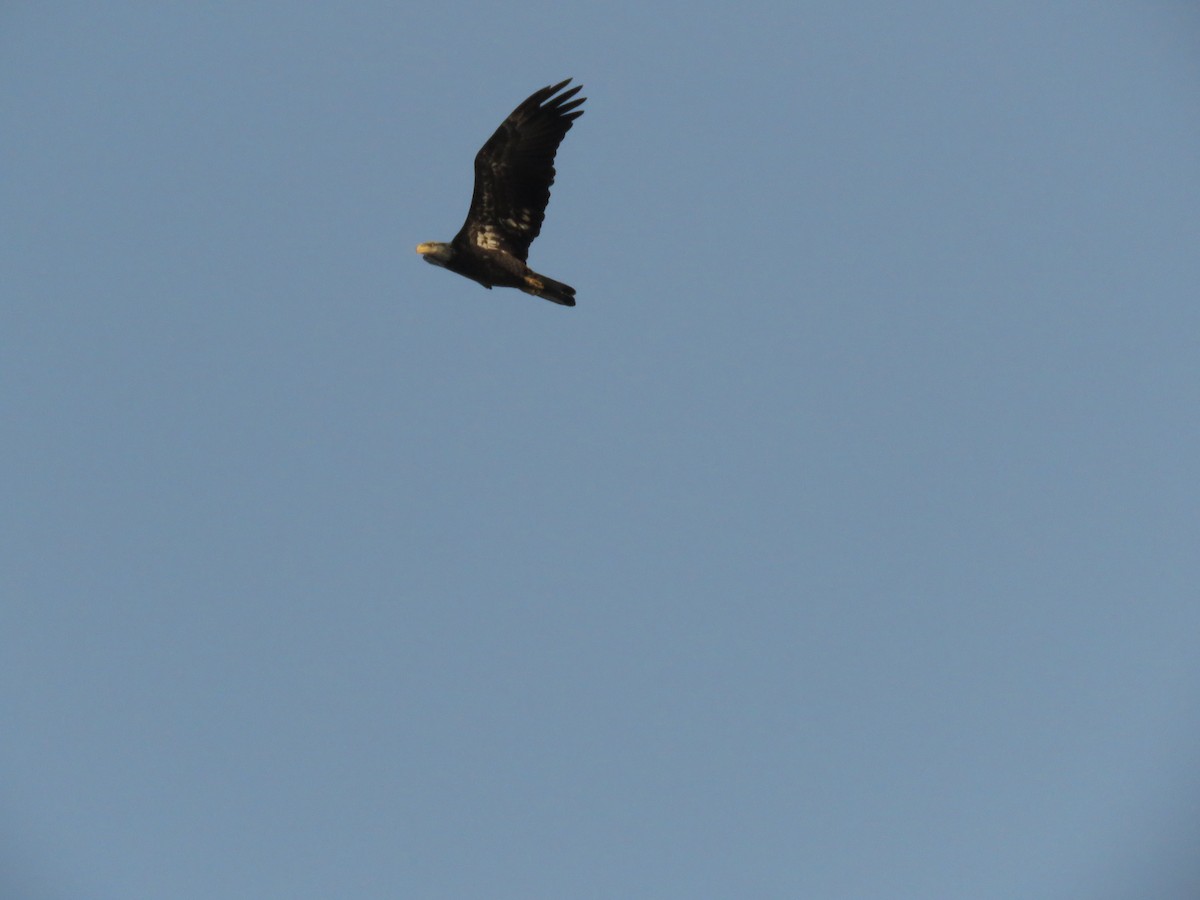 Bald Eagle - ML624763527