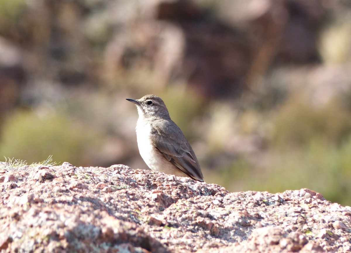 Rufous-banded Miner - ML624763545