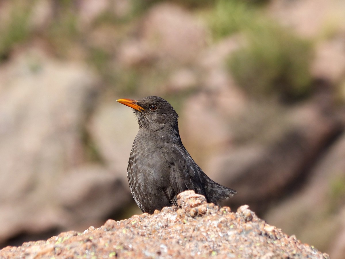 Chiguanco Thrush - ML624763583