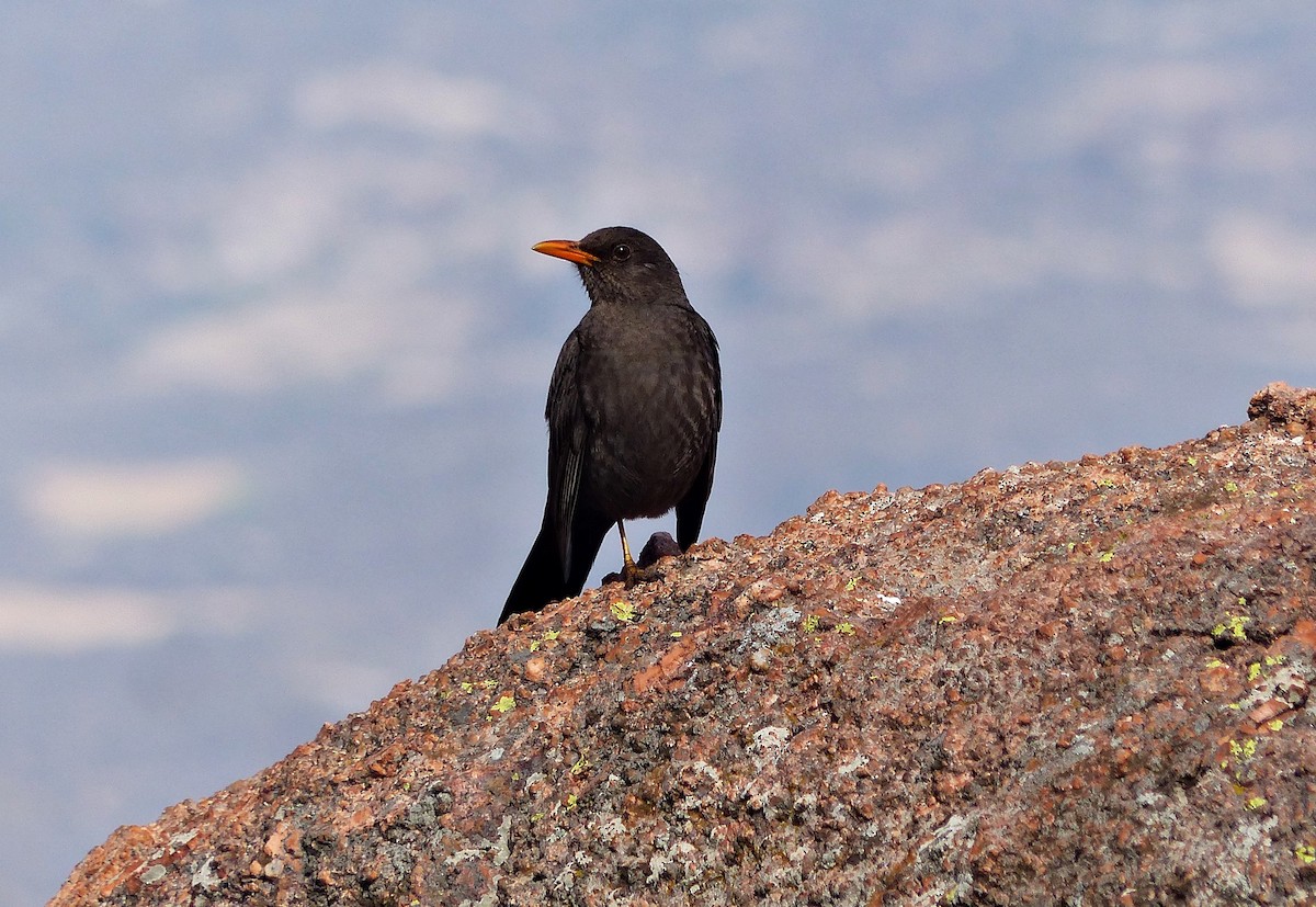 Chiguanco Thrush - ML624763584