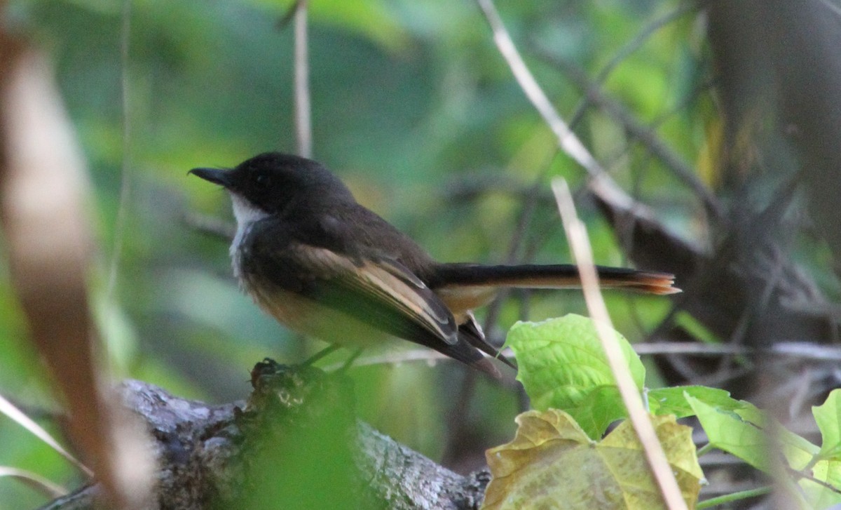 Cinnamon-tailed Fantail - Colin Trainor