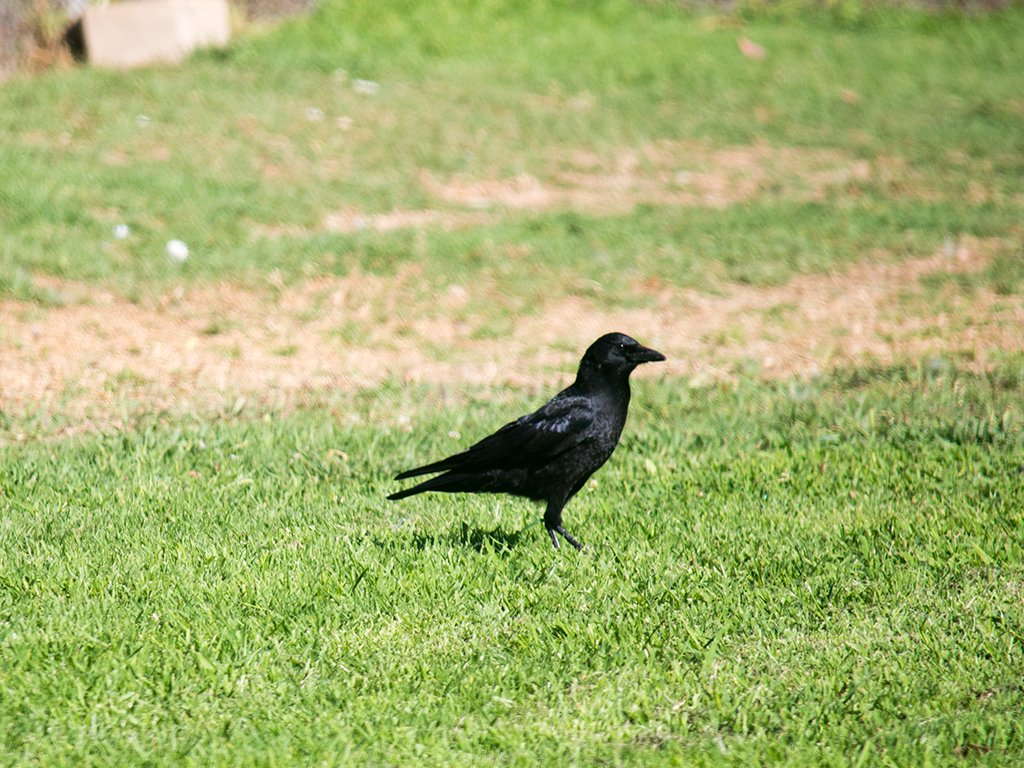American Crow - ML624763621