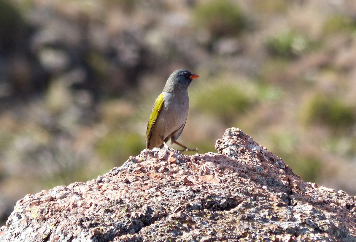 Great Pampa-Finch - ML624763632
