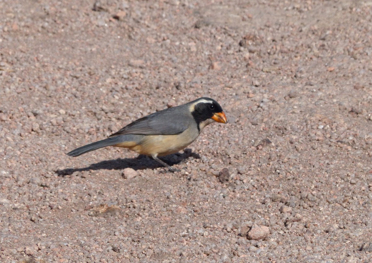 Golden-billed Saltator - ML624763673