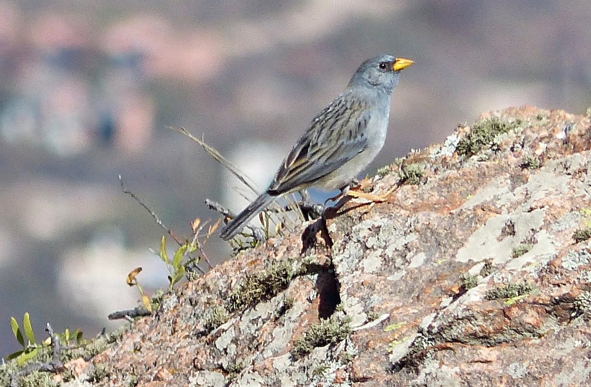 Band-tailed Sierra Finch - ML624763699