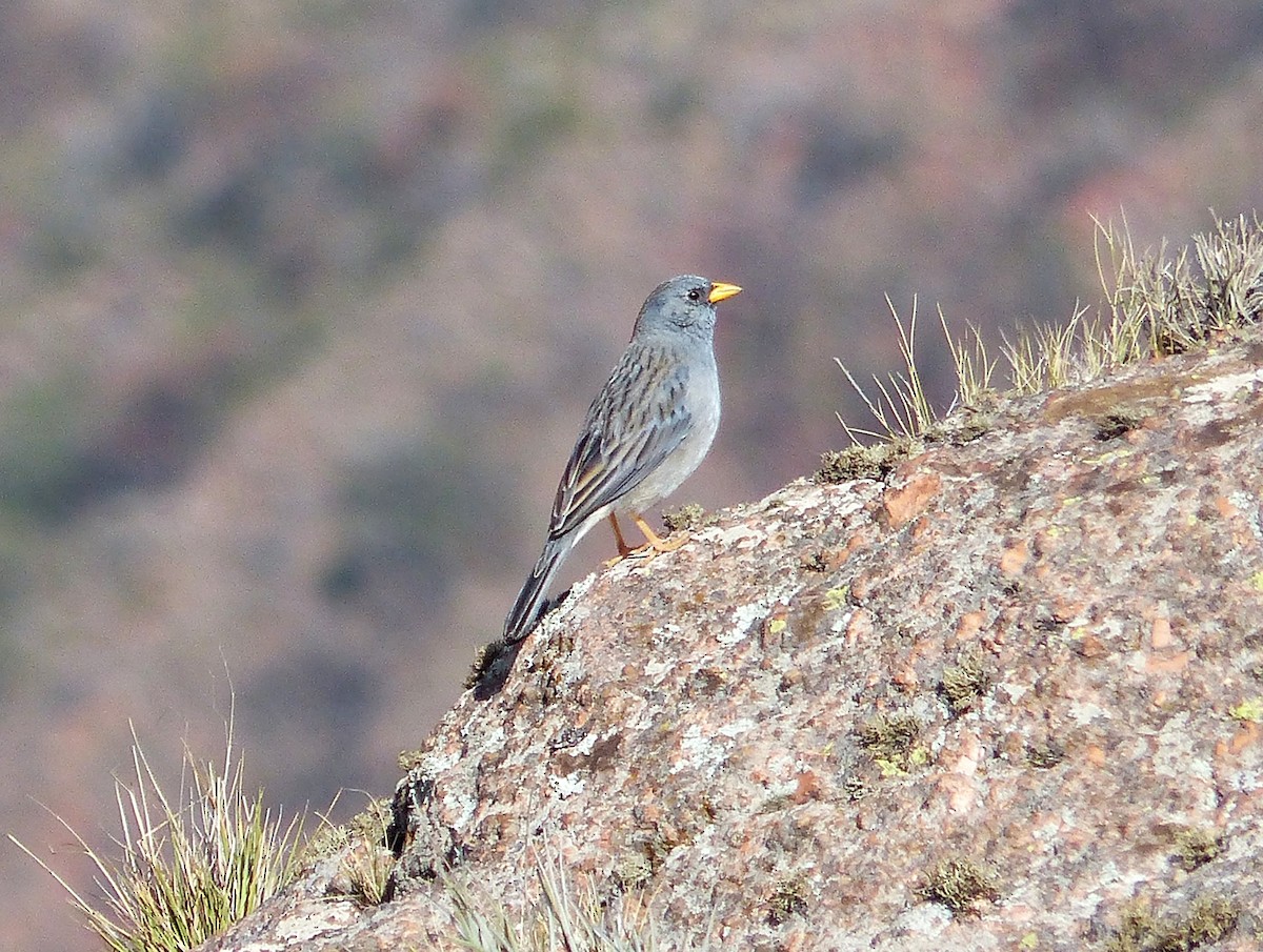 Band-tailed Sierra Finch - ML624763700