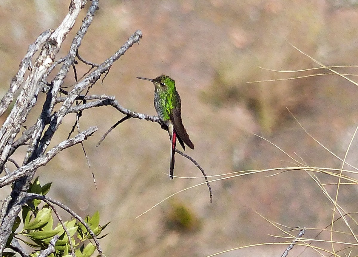 Red-tailed Comet - ML624763722