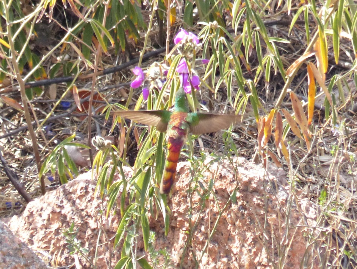 Red-tailed Comet - ML624763723