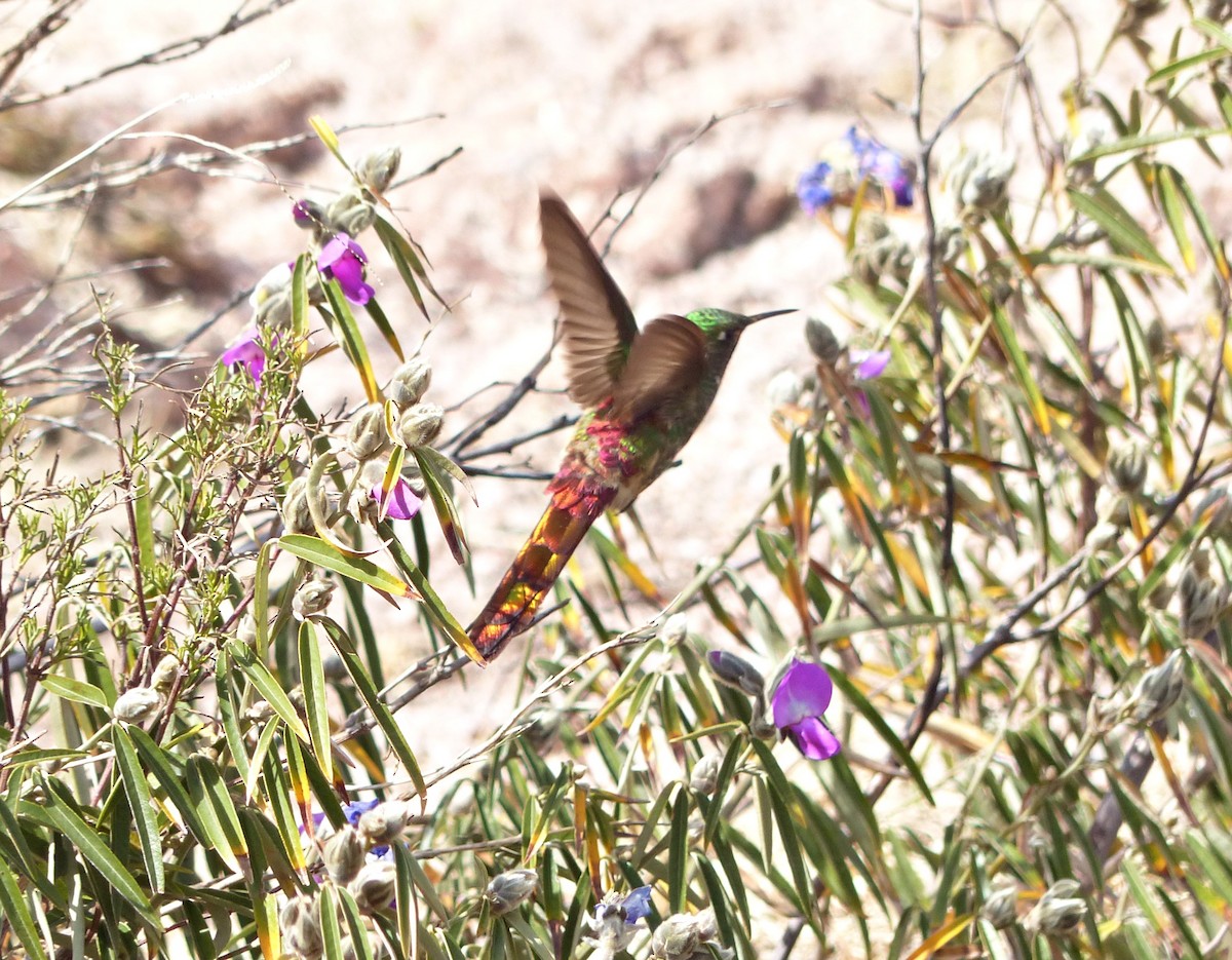 Red-tailed Comet - ML624763724