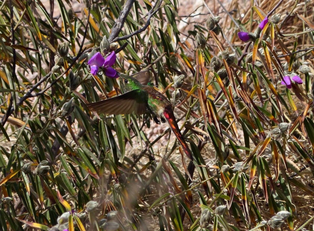 Red-tailed Comet - ML624763725