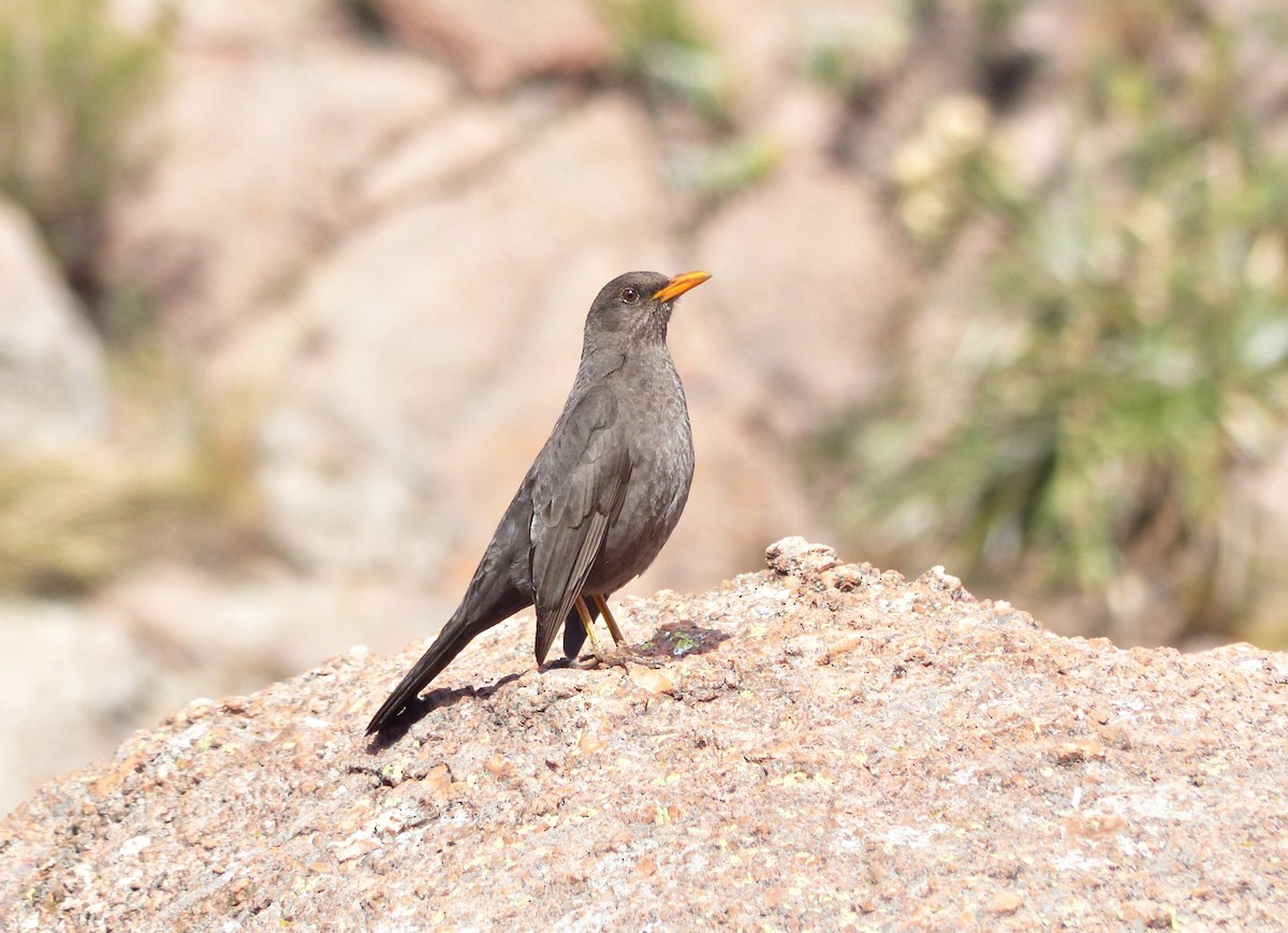 Chiguanco Thrush - ML624763746