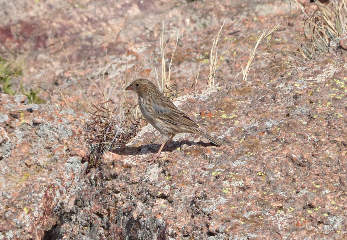 Band-tailed Sierra Finch - ML624763800