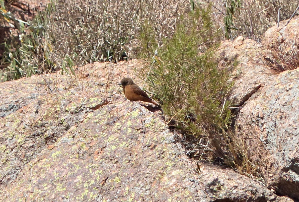 Cliff Flycatcher - ML624763853