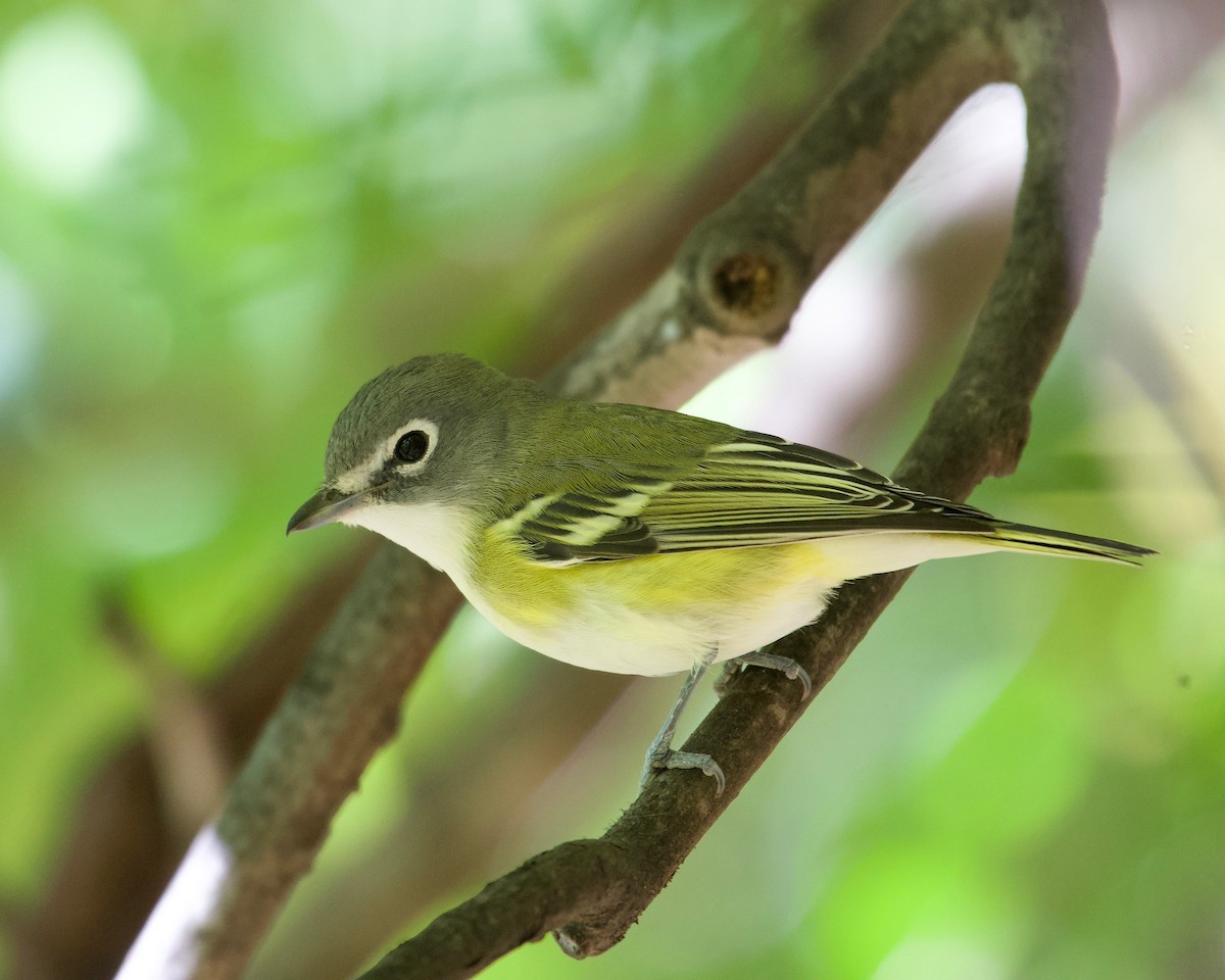 Blue-headed Vireo - ML624763879