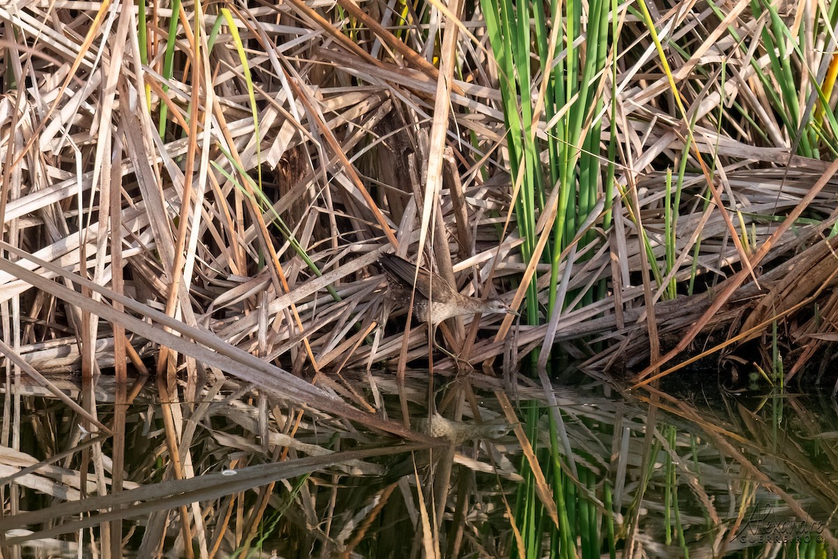 Little Crake - Alexandre Guerreiro