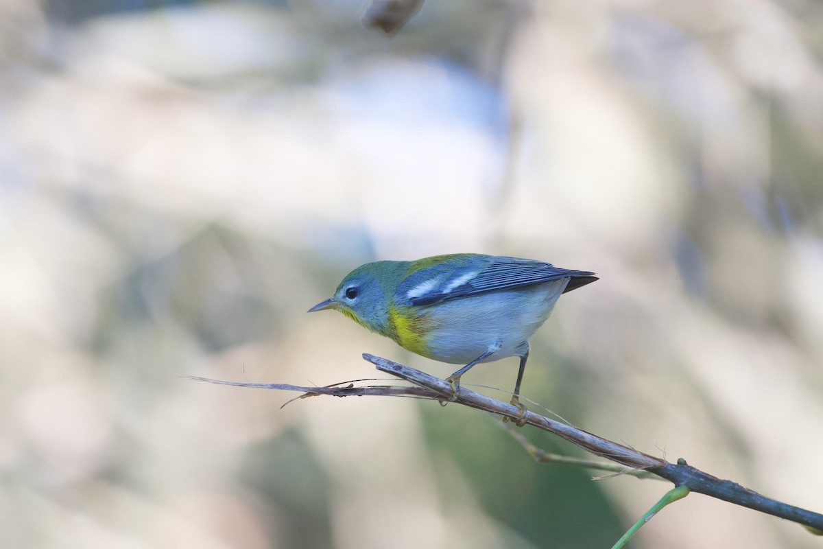 Northern Parula - ML624764072