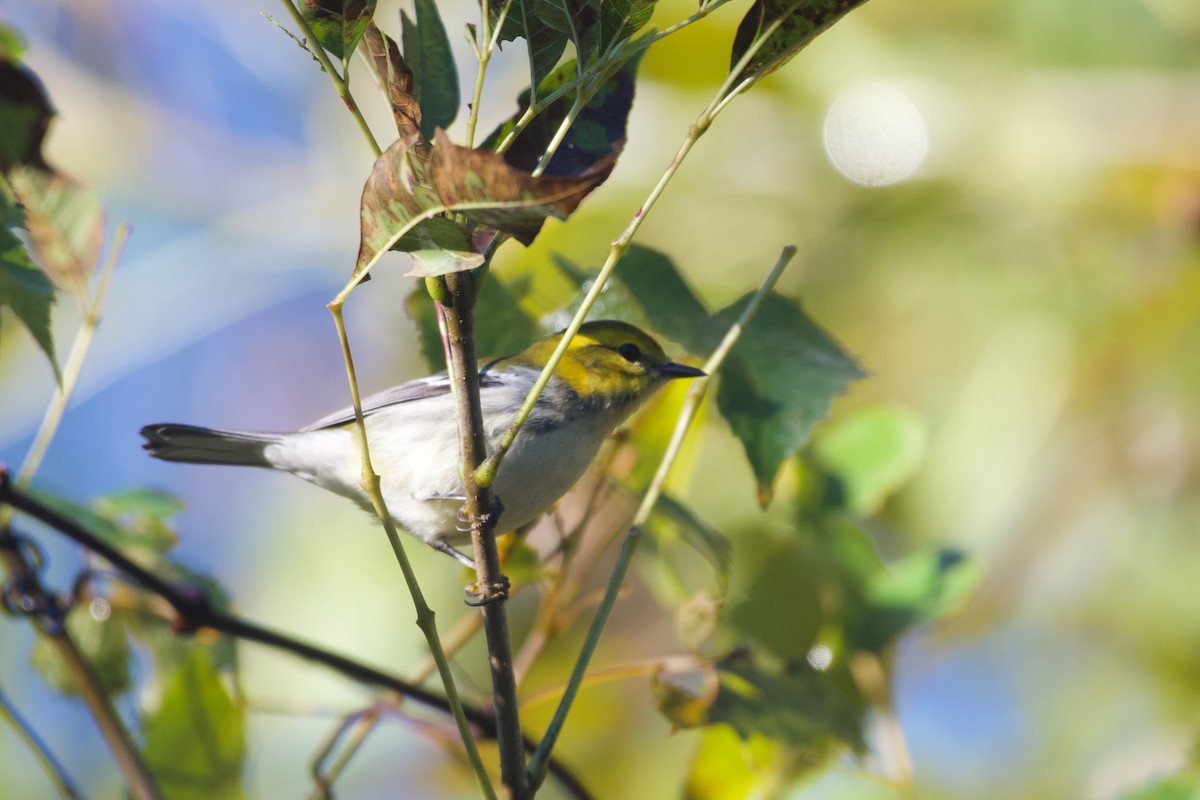 Black-throated Green Warbler - ML624764076