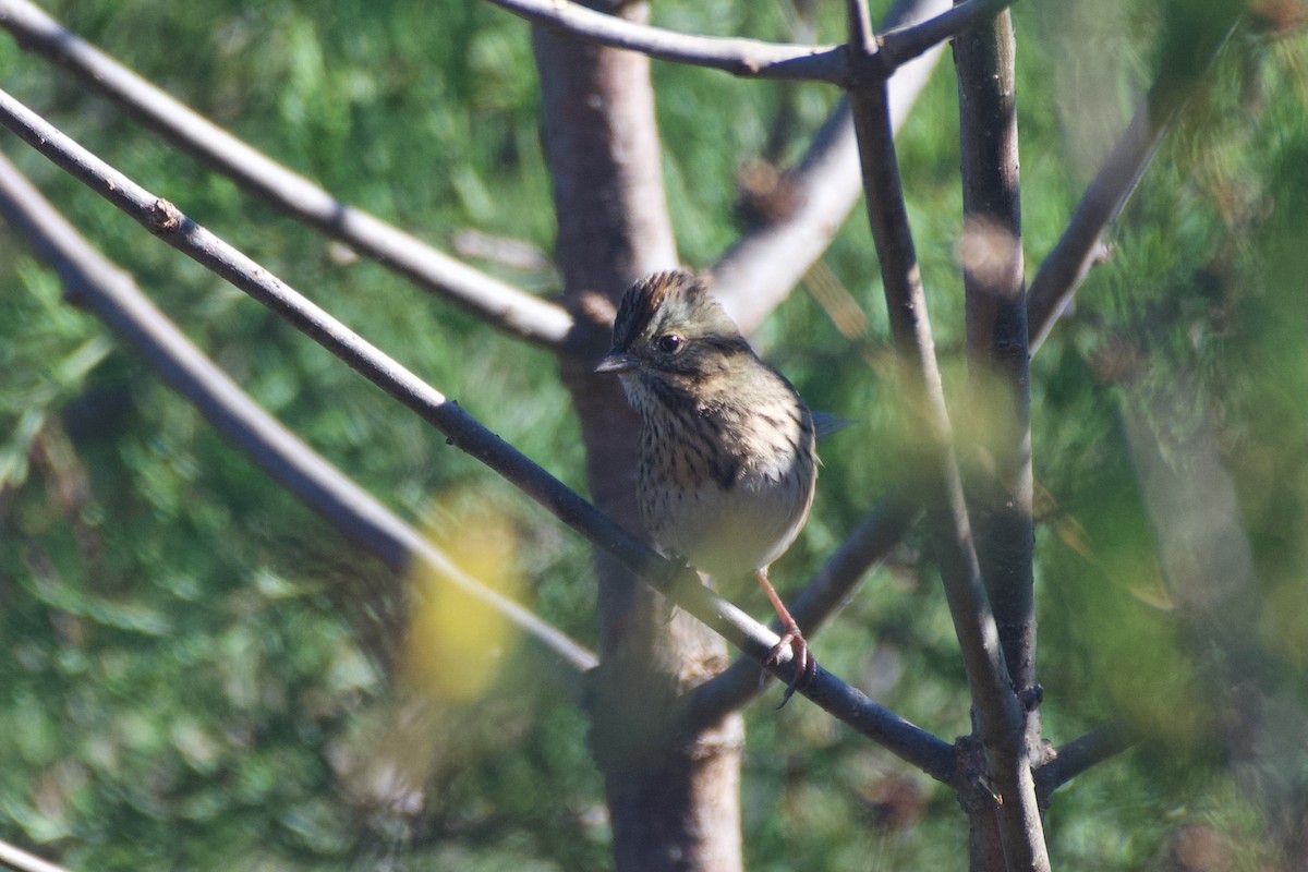 Lincoln's Sparrow - ML624764085