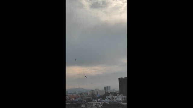 Little Swift - ML624764108