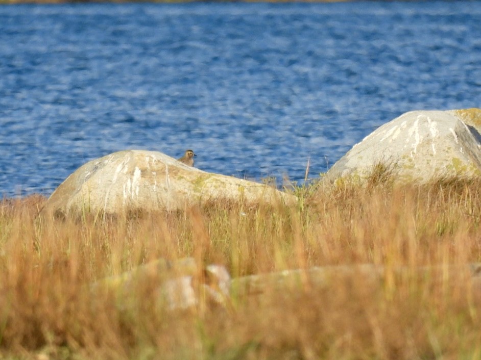 American Golden-Plover - ML624764110