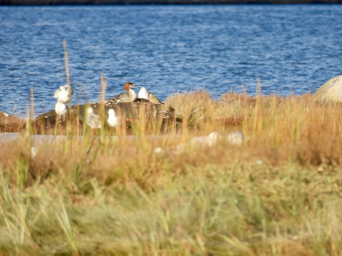 American Golden-Plover - ML624764111