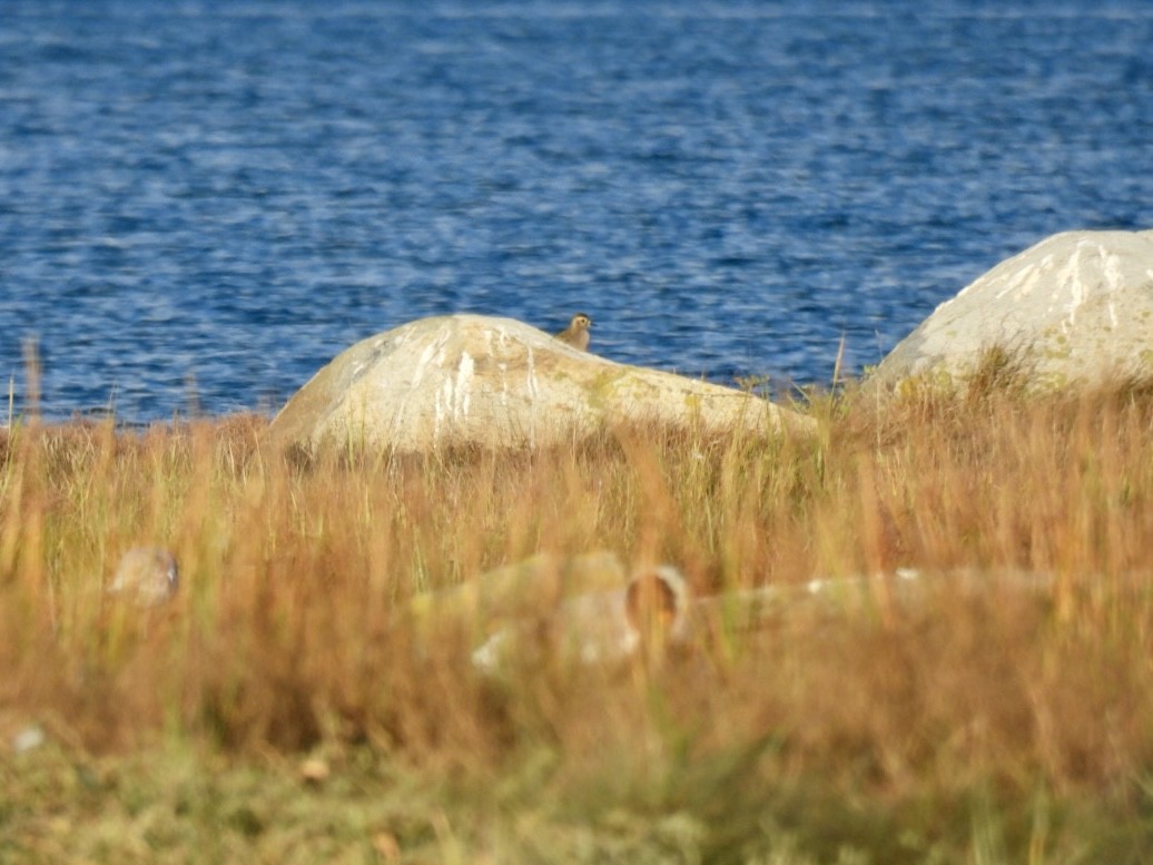 American Golden-Plover - ML624764112