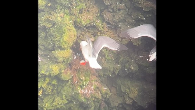 Red-legged Kittiwake - ML624764151