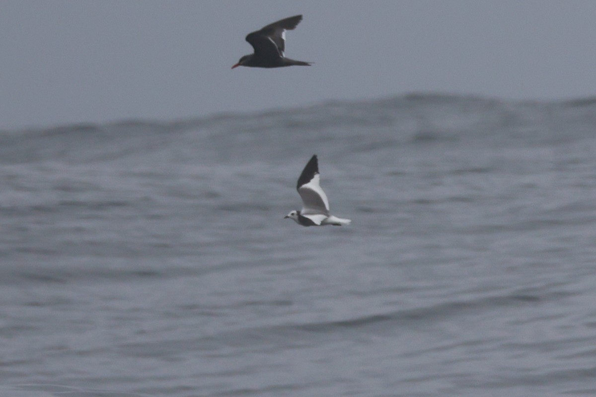 Sabine's Gull - ML624764191