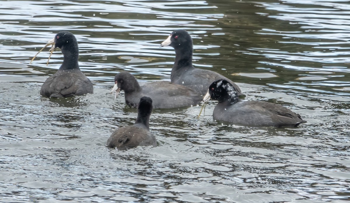 American Coot - ML624764206