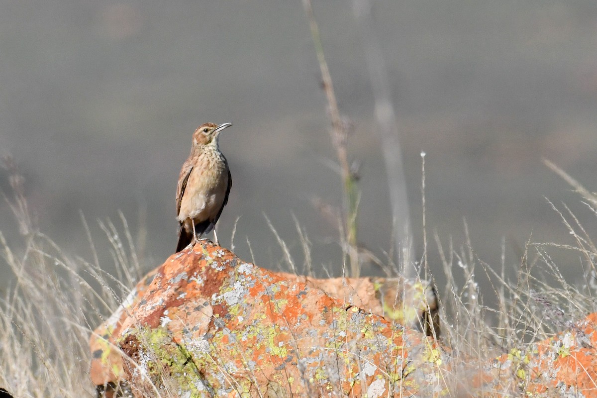 Transvaal Toygarı - ML624764211