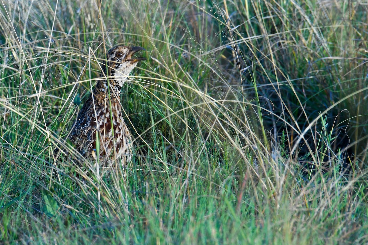 Orange River Francolin - ML624764280