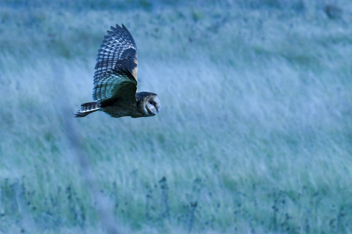 African Grass-Owl - ML624764359