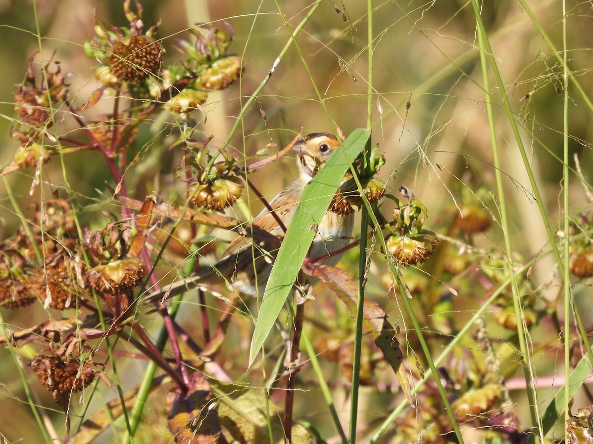 eBird Checklist - 10 Oct 2024 - Funk Bottoms Wildlife Area (Wayne Co ...