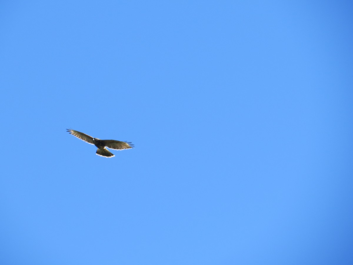 Harris's Hawk - ML62476471