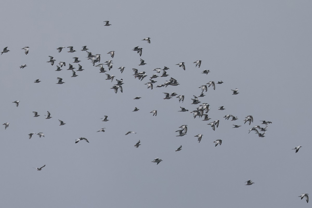 Swallow-tailed Gull - ML624764743