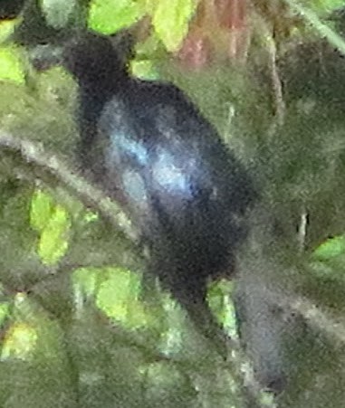 Crinkle-collared Manucode - ML624764799