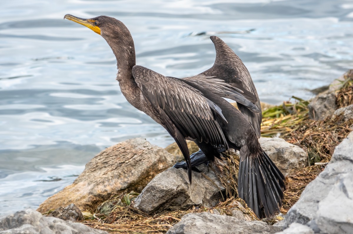 Double-crested Cormorant - ML624764931