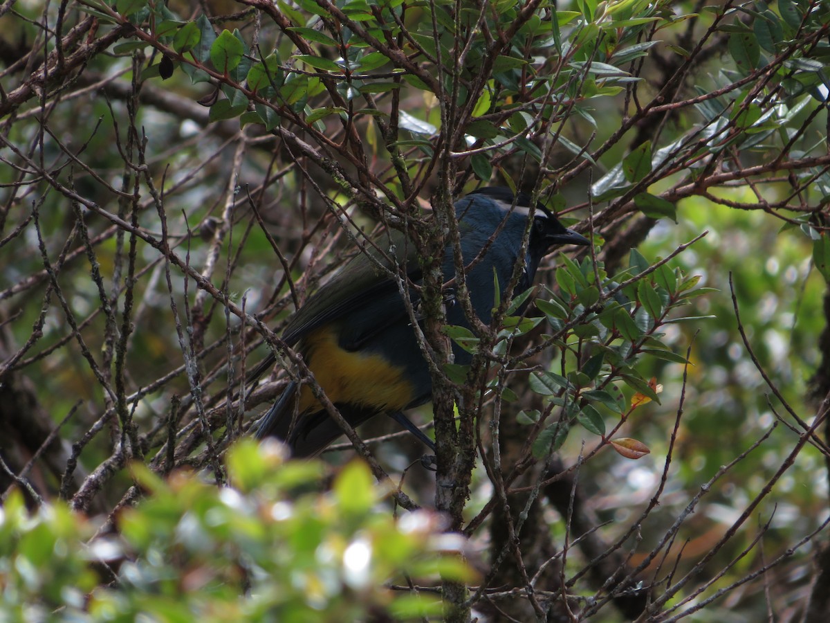 Eastern Crested Berrypecker - ML624764938