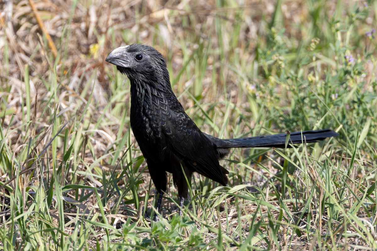 Groove-billed Ani - Lucas Bobay