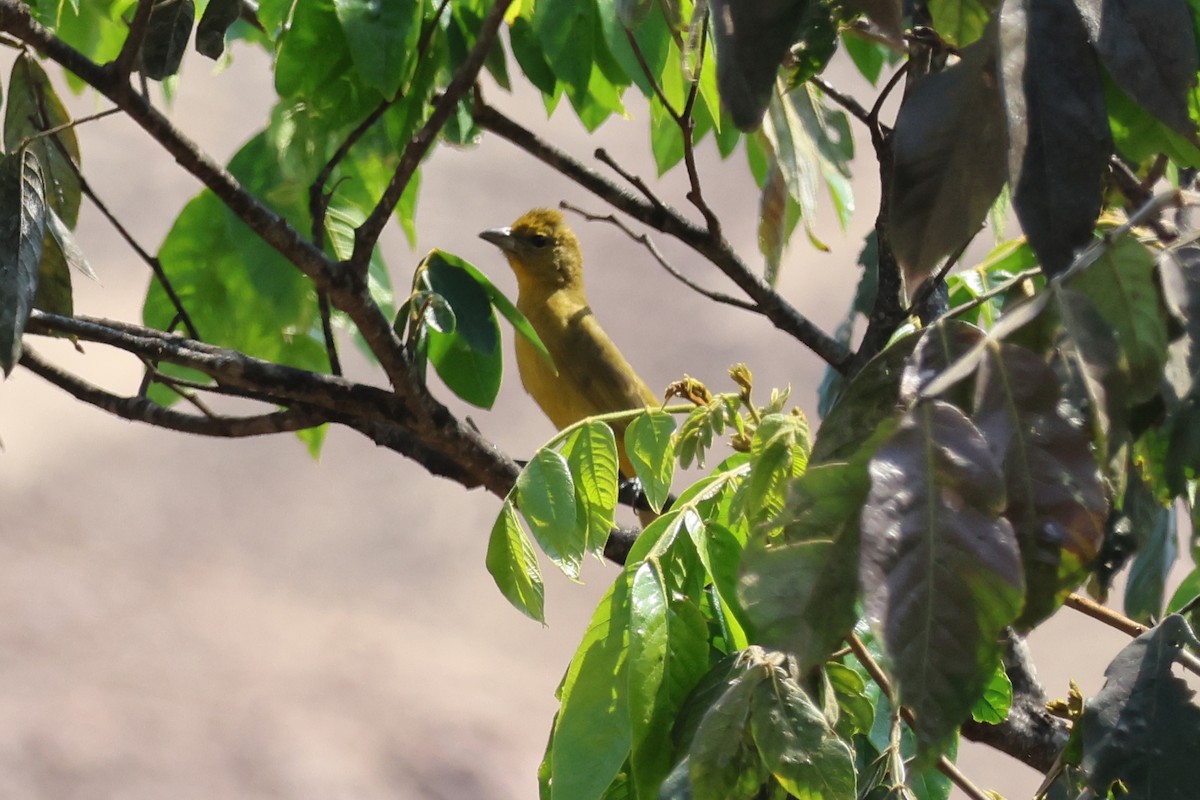 Hepatic Tanager - ML624765338