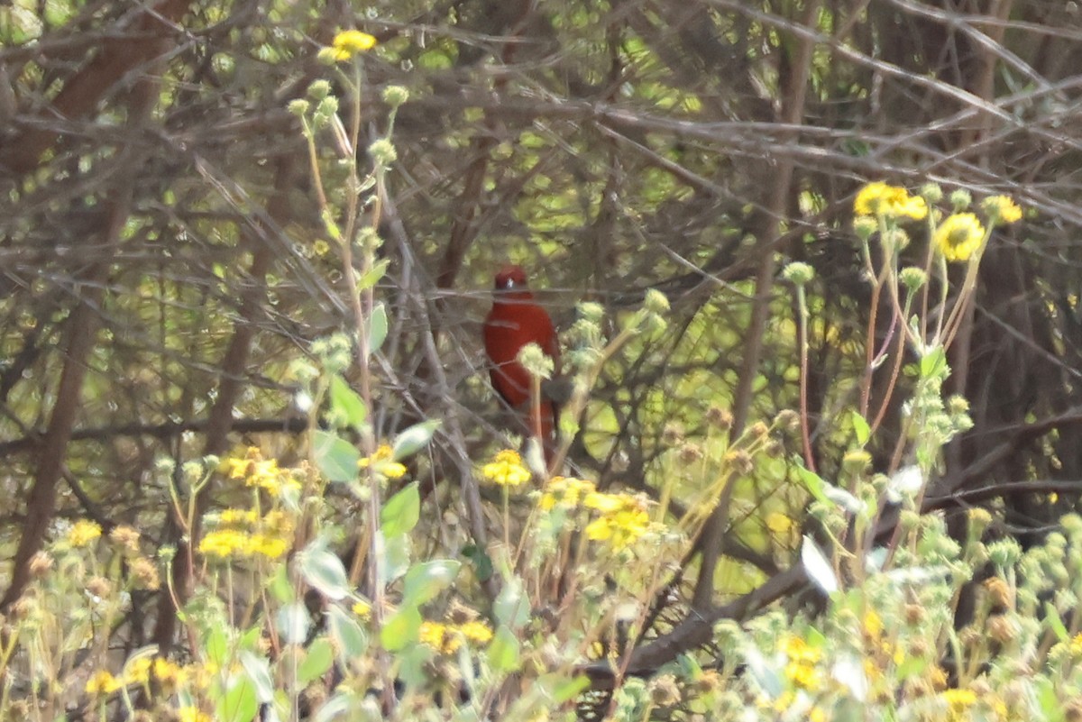 Hepatic Tanager - ML624765339