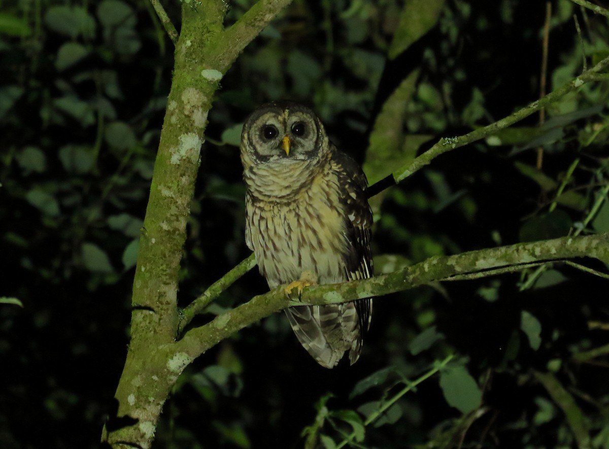 Fulvous Owl - Josue  de León Lux (Birding Guide) josuedeleonlux@gmail.com +502 3068 8988