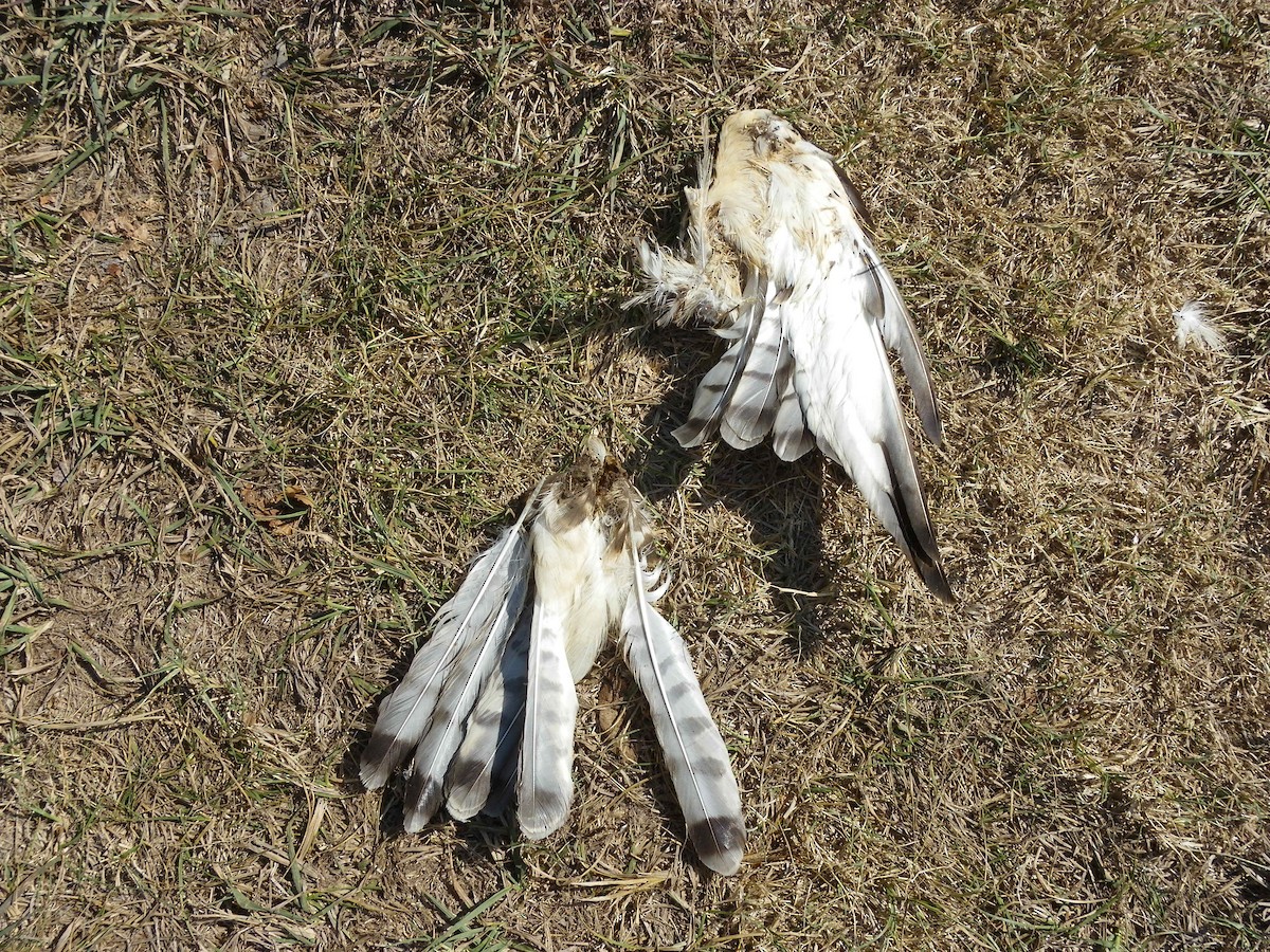 דורס יום בלתי-מזוהה (עקב) - ML624765633