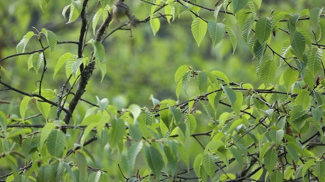 Ashy-throated Warbler - ML624765723