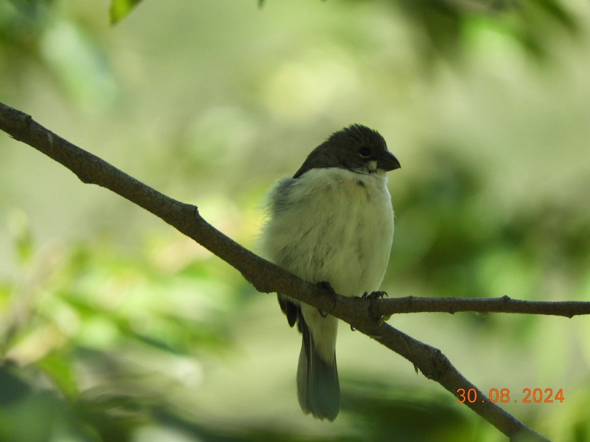 アゴジロヒメウソ - ML624765878