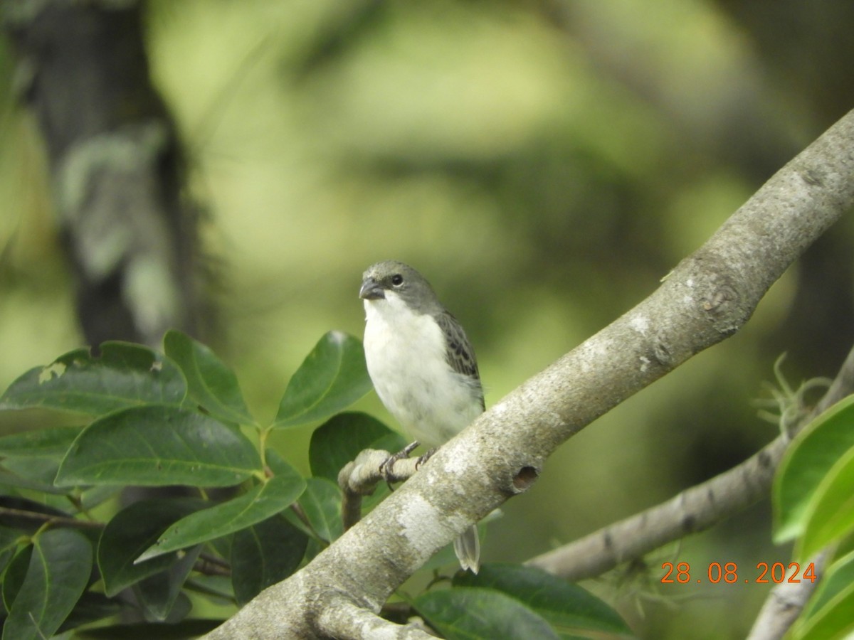 アゴジロヒメウソ - ML624765901